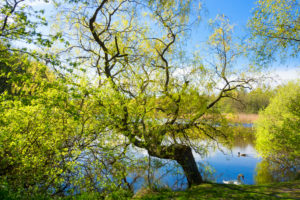 Ostseebad Prerow, Prerower Strom, Frühling, Schwan und Ente Ostseebad Prerow, Prerower Strom, Frühling, Schwan und Ente